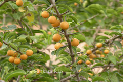 Canthium parviflorum